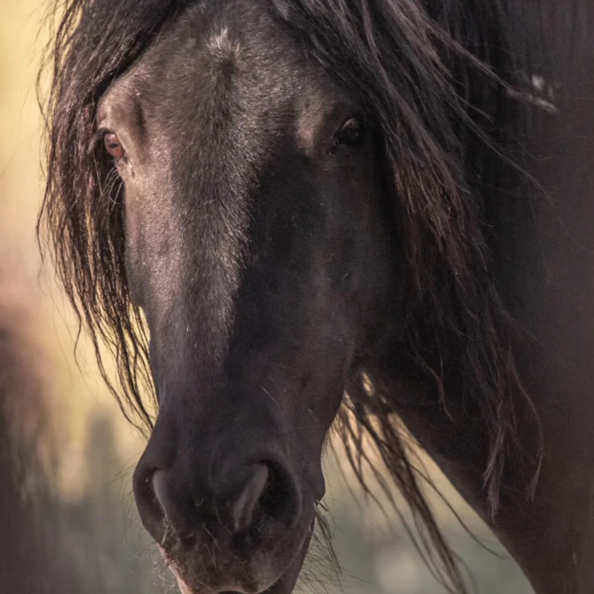 Black Beauty - Then & Now — Skydog Ranch & Sanctuary
